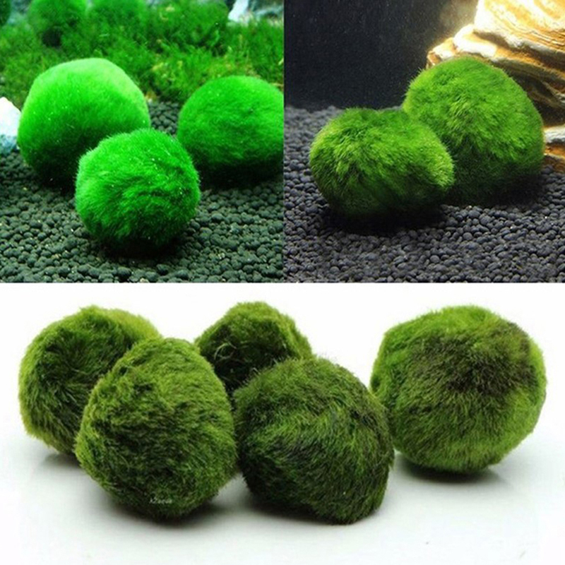 마리모 이끼 공 생물 수족관 식물 조류 물고기 새우 탱 - Marine Aquarium Live 리뷰 및 가격